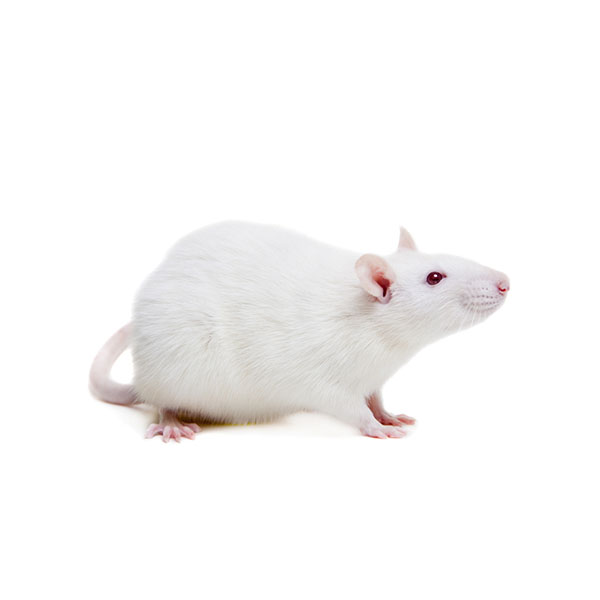 Wistar Albino Rat